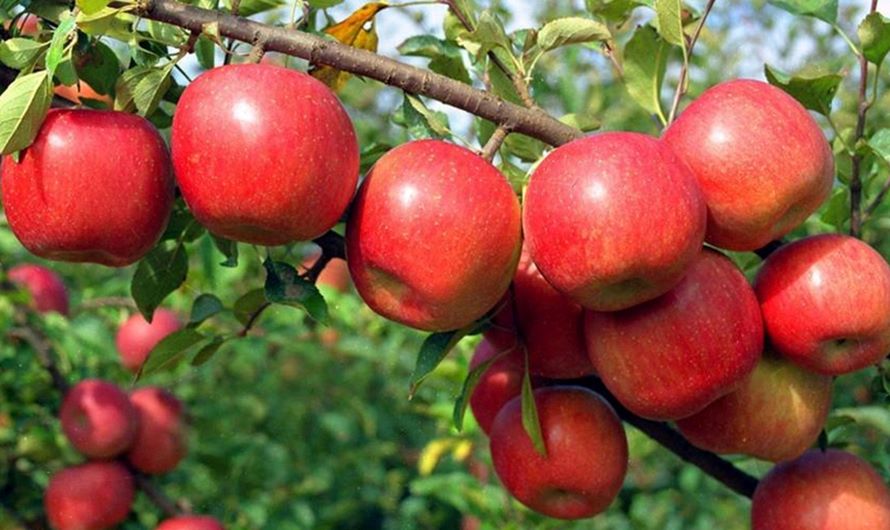 मुस्ताङमा स्याउ उत्पादन बढ्यो