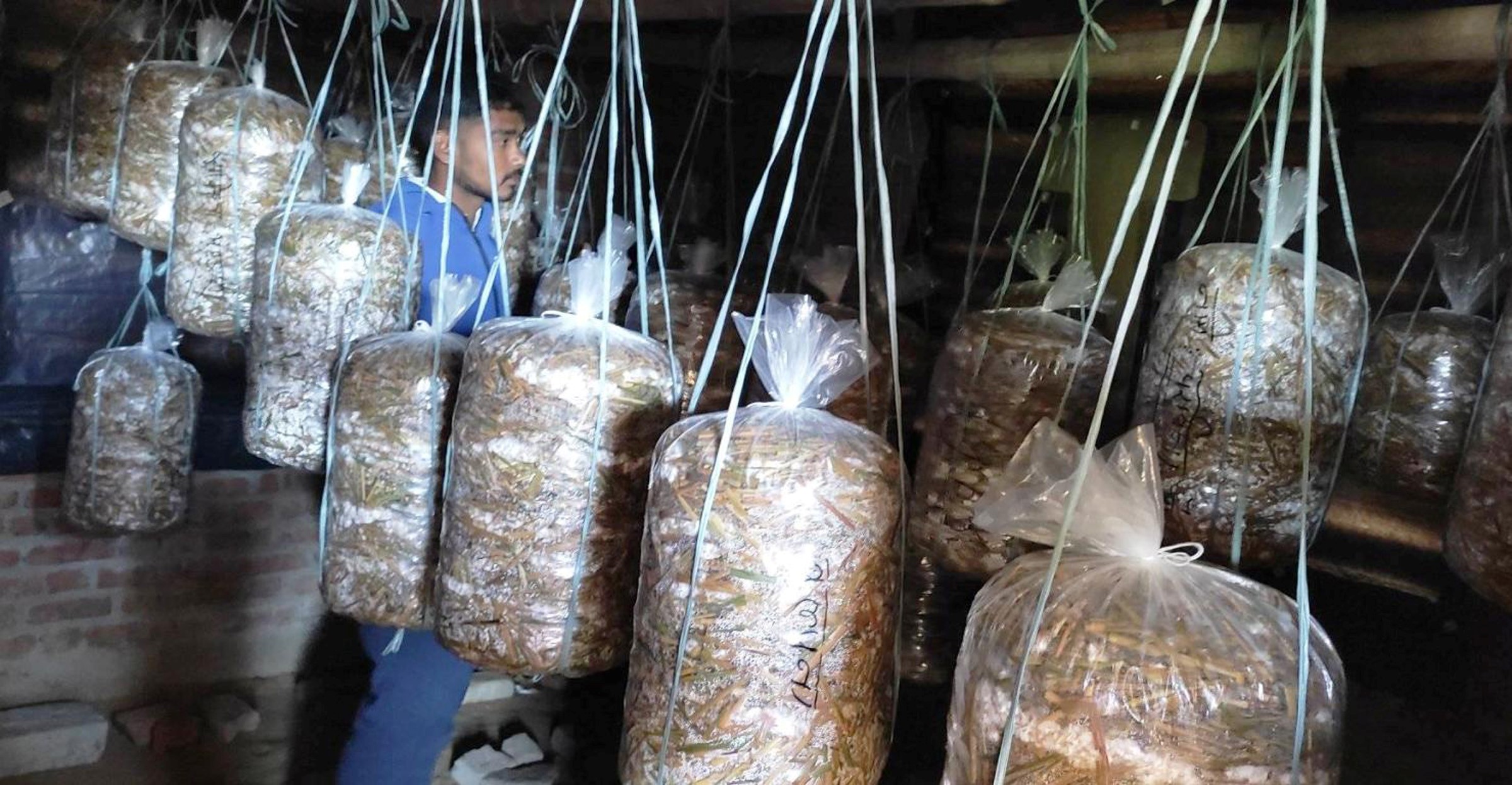 च्याउ खेतीका लागि झुण्डाइएको प्लाष्टिका थैला